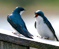Tree swallows, Annapolis Basin Marsh, Annapolis Royal, Nova Scotia.: Photograph by Katie McLean
